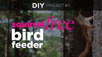 DIY Winning Squirrel-Proof 🐿 Bird Feeder Costing Zero Dollars