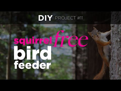 DIY Winning Squirrel-Proof 🐿 Bird Feeder Costing Zero Dollars