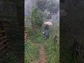 Rain Sounds for Sleep 🌧️ Cozy Forest Hut ASMR #ASMR #SlowLiving #Nature #Peaceful #Relaxation