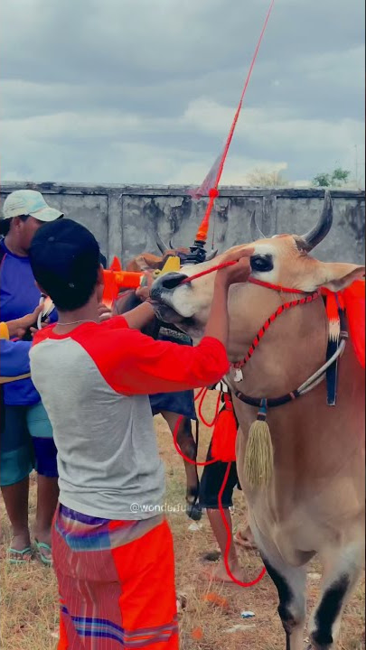 STORY WA KERAPAN SAPI | LUNA MAYA | BAONG