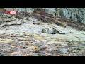 全球首例！内蒙古贺兰山重引入雪豹繁殖出 “豹二代”