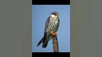 Кобчик
