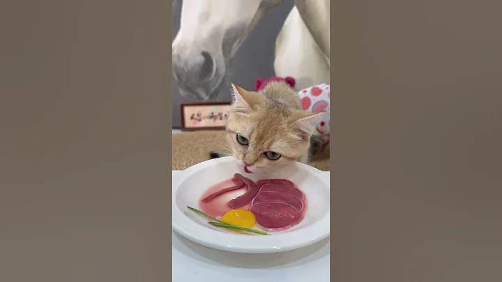 Video 11818551: cat chinchilla, kitty cat, kitty eating, kitten eating