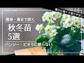 【簡単】おすすめ秋冬苗５選【春まで咲く】