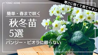 【簡単】おすすめ秋冬苗５選【春まで咲く】