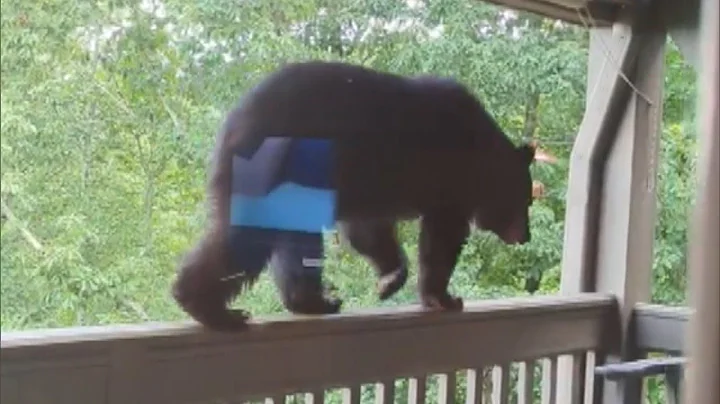 Woman Uses Teacher Voice to Chase Bear Away from P...
