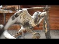 Ястреб тетеревятник - хищная птица, обитатель Новосибирского зоопарка
