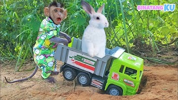Luby Monyet Lucu Dihadang Kelinci Saat Mau Pergi Mencari Buah di Taman