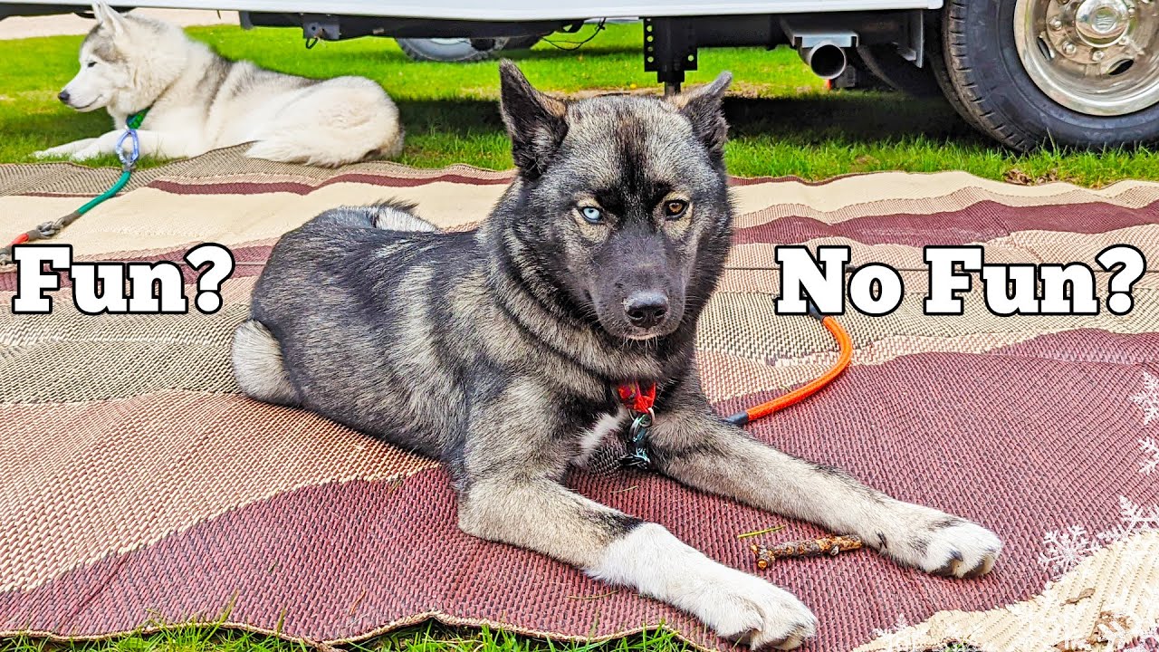 Мой щенок хаски впервые отправился в поход 🏕️