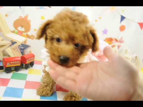 200750の子犬4