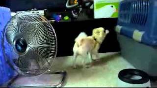 20110709-01 狗褓姆