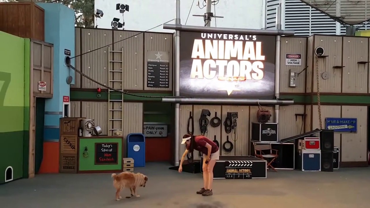 Universal Studios Hollywood Animal Actors Live Show Highlights YouTube