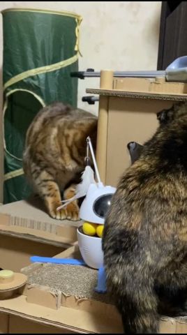 仁義なき戰い