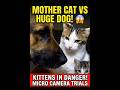 ​Animal Bravery: Jab ek billi ne apne bache ke liye sab kuch daon par laga diya! #shorts#cats#viral