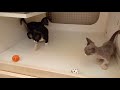 Minskin kittens at play silly and cute の動画、YouTube動画。