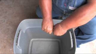 Saving Seed - Sweet Corn - Sept 2011 Vegetable Garden