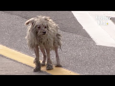 Video: Gehirnentzündung Aufgrund Einer Parasitären Infektion Bei Hunden