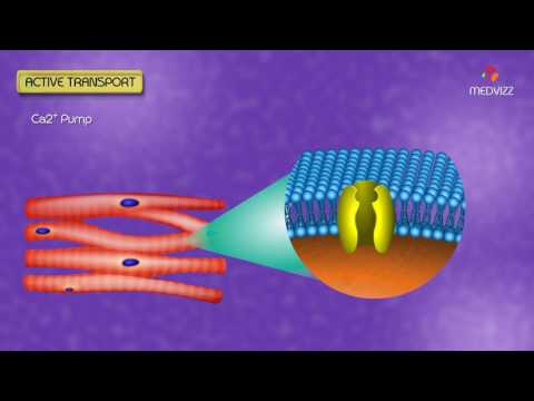 Video: Transportul mediat este activ sau pasiv?