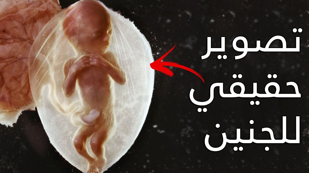 تصوير حقيقي لجنين بشري ينمو داخل الرحم - بتقنية رباعية الابعاد
