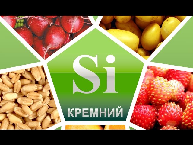 КРЕМНИЙ. В КАКИХ ПРОДУКТАХ СОДЕРЖИТСЯ?