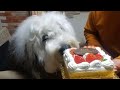 【癒しもふもふ犬】Old English Sheepdog SORA そら(girl 🎀)