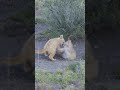 While mom is busy, the puma cubs will play 🥹