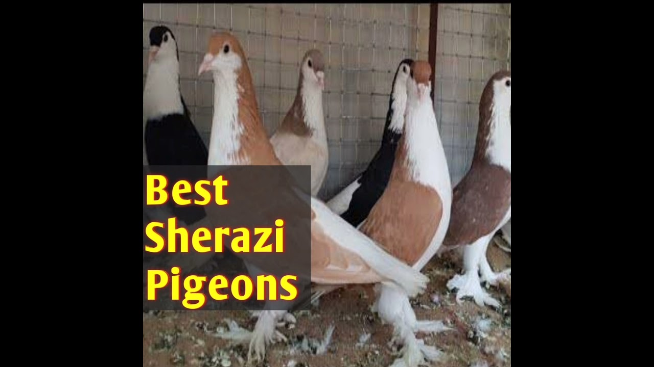 Best Shirazi Pigeons Beautiful Sherazi Pigeons YouTube