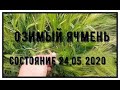 Состояние озимого ячменя 24.05.2020