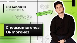 ЕГЭ Биология | СПЕРМАТОГЕНЕЗ. ОНТОГЕНЕЗ