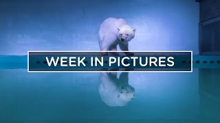 POLAR BEAR IN A SHOPPING MALL :: THE WEEK IN PICTURES