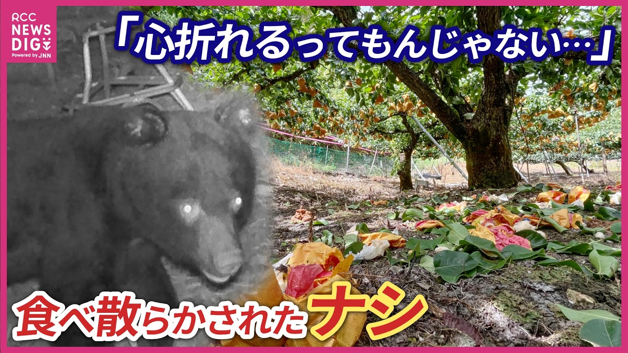 Bear rampages inside box trap Pears awaiting harvest suffer