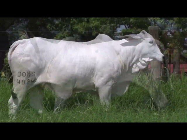 LOTE 06 - ECLAT FIV BONS (BONS 4824)