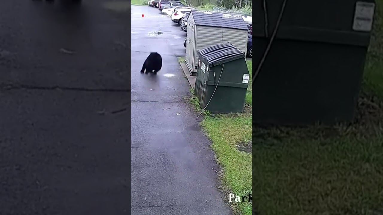 #Bear scares school principal in #WestVirginia