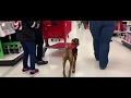 Bakersfield Dog Trainers: 5 month Old Boxer Kadaj is Amazing| Best Dog Trainer in Bakersfield Bakersfield Dog Trainers: 5 month Old Boxer Kadaj is Amazing| Best Dog Trainer in Bakersfield