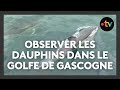 Catamaran atalaya  observer les dauphins dans le golfe de gascogne de faon thique et instructive