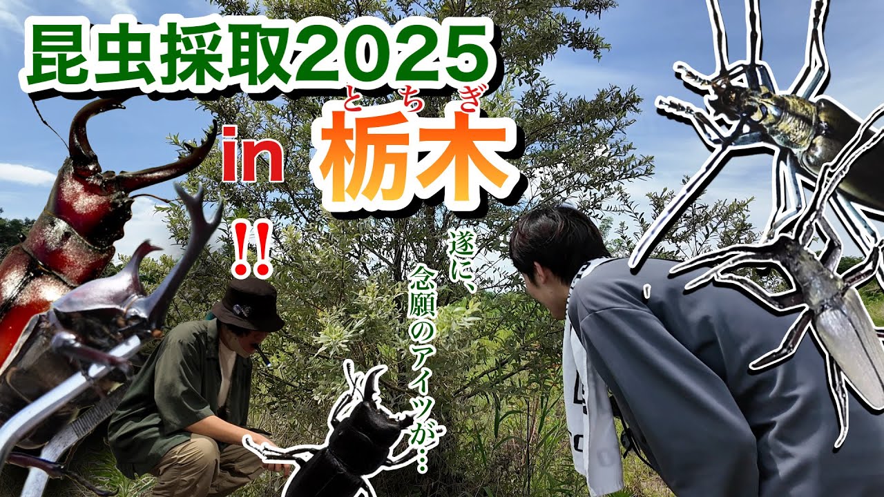 故郷栃木県で昆虫採集！一年越しの河川敷リベンジなるか！？【昆虫採取 & 観察2025】