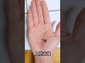 ヒキガエルの成長速度が凄い 