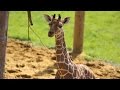 Baby giraffe gives its mum the run around!