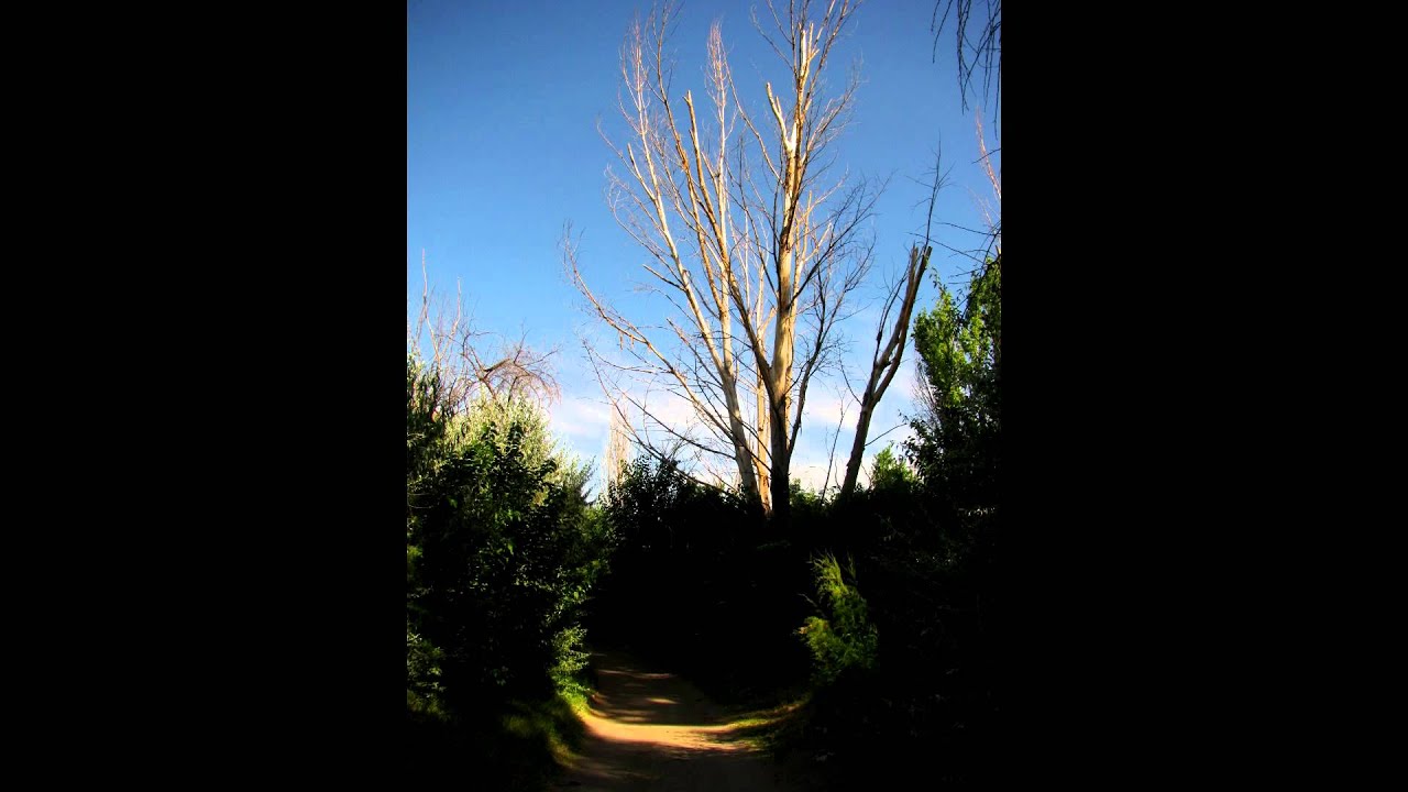 José Manuel Serrano - Hojas que arrebató un soplo frio (2013) contemporary musicians