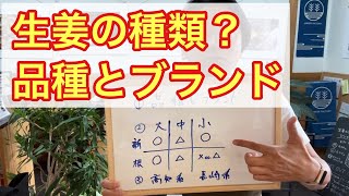 生姜の品種とブランドに関して、大中小、高知系？長崎系？新生姜と根生姜の生姜の違い