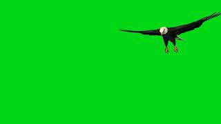 Green screen Eagle | Bahan/ Mentahan Editan (Green Screen Elang)🕊️