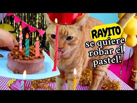 Gato Rayito se quiere robar el pastel! 🎂😻 en el cumple de mis gatas!