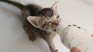 Rescue Orphan Kitten Is Starving And Begs For Bottle Feeding