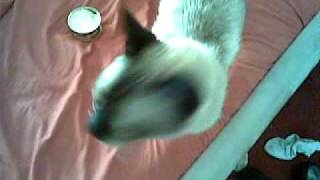 Waking up the worlds loudest siamese cat.