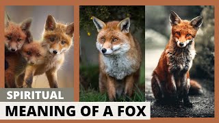 A Fox Crossed Your Path? Here’s What It’s Trying to Tell You