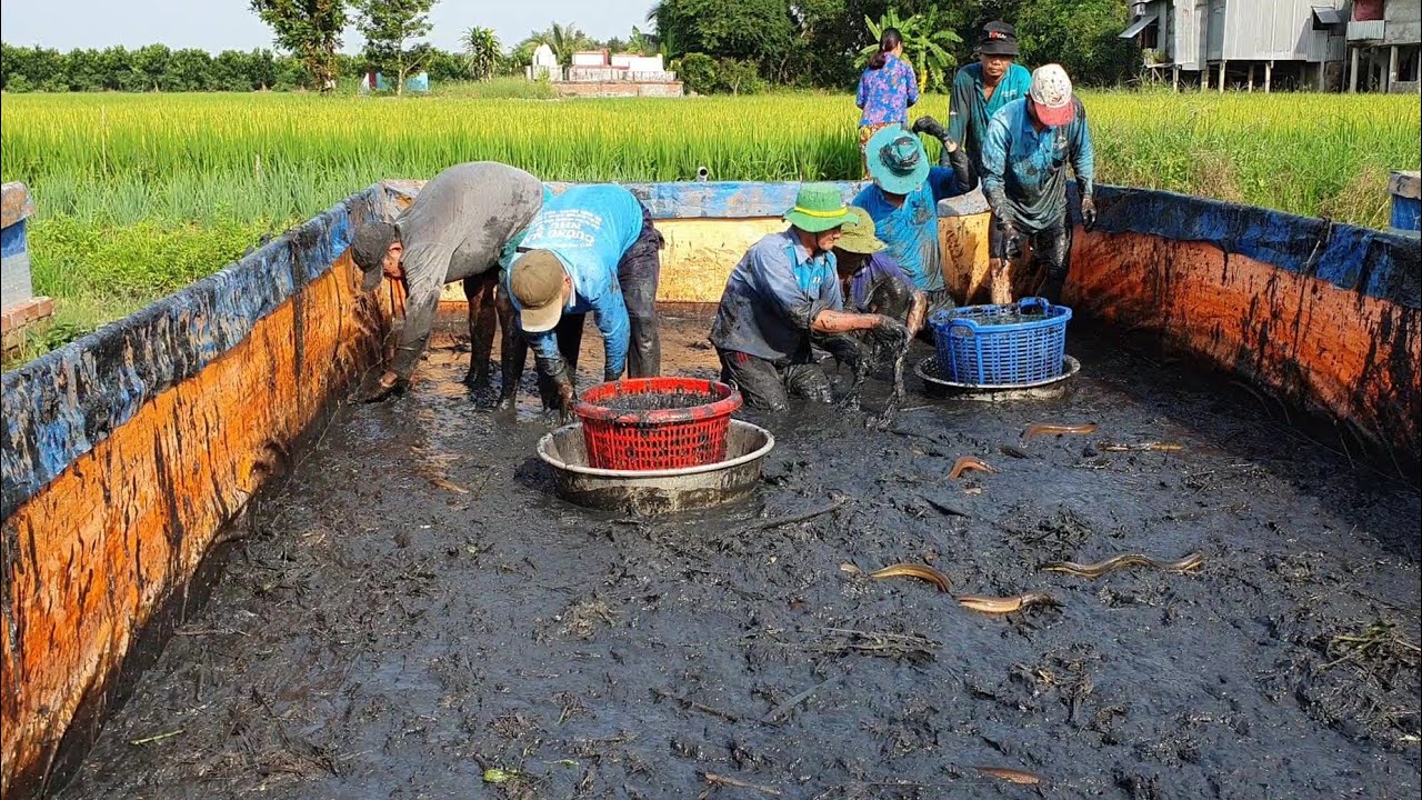 Thanh Niên Khởi Nghiệp Nuôi Lươn Và Thành Quả Sau 8 Năm Kinh Nghiệm.Góc Làng Quê #57