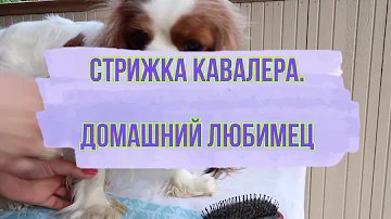 Стрижка кавалера. Домашний любимец.