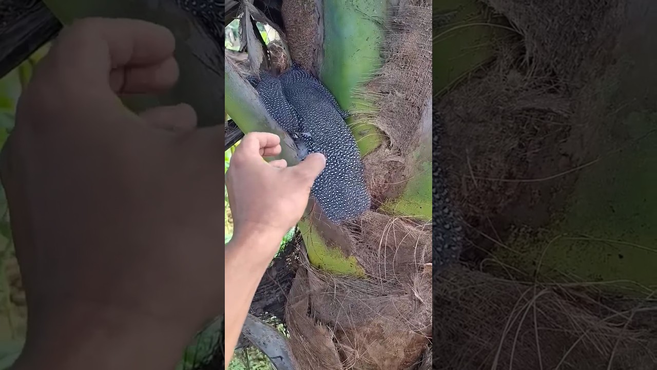 how to agriculture #birds #nature #farming #zoo #satisfying #shortvideo #bonsai #pepperspray