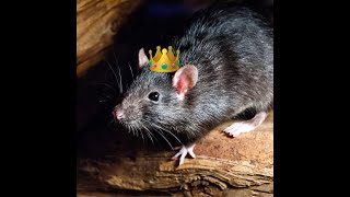thank you Brad Marchand