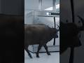 Ultra Realistic Industrial Buffalo Meat 😳🥩 | AI Creation #shorts